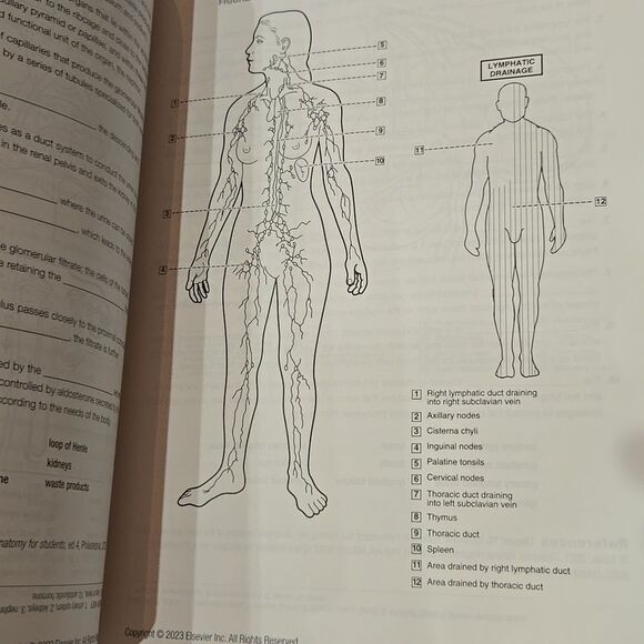 Dental Anatomy Coloring Book 4th Edition - Picture 7 of 15